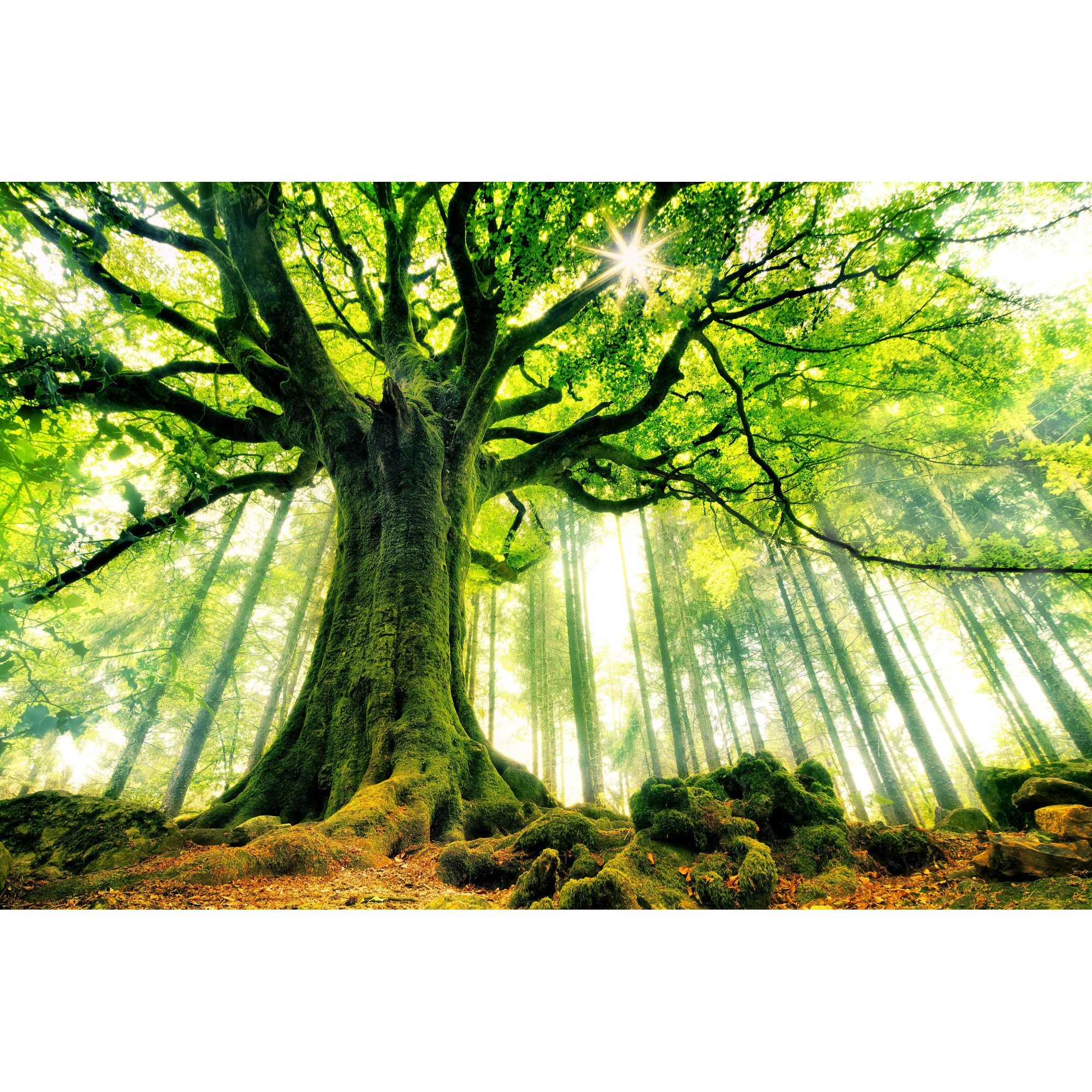 Tablou canvas Copacul verde, 45 x 30 cm