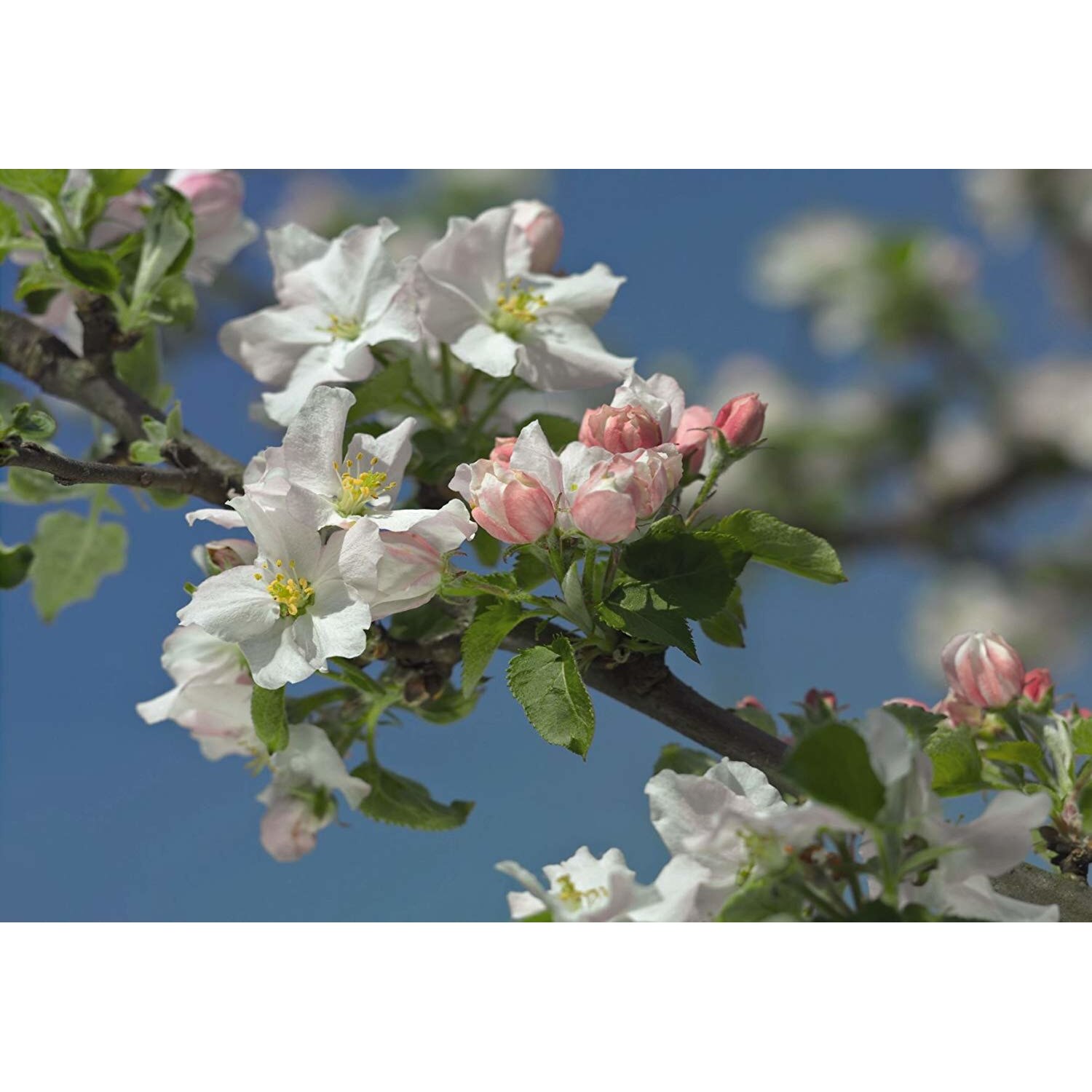 Fototapet orase Komar 8-735, Primavera 368 x 254 cm