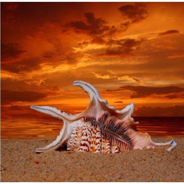 Tablou canvas patrat natura 5 (50 x 50 cm)