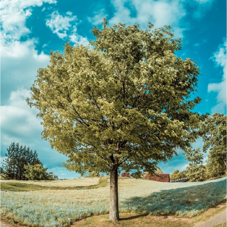 Tablou canvas patrat pomi 11 (50 x 50 cm)