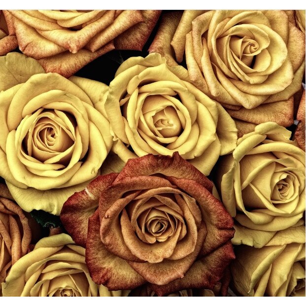 Tablou canvas patrat flori 2 (50 x 50 cm)