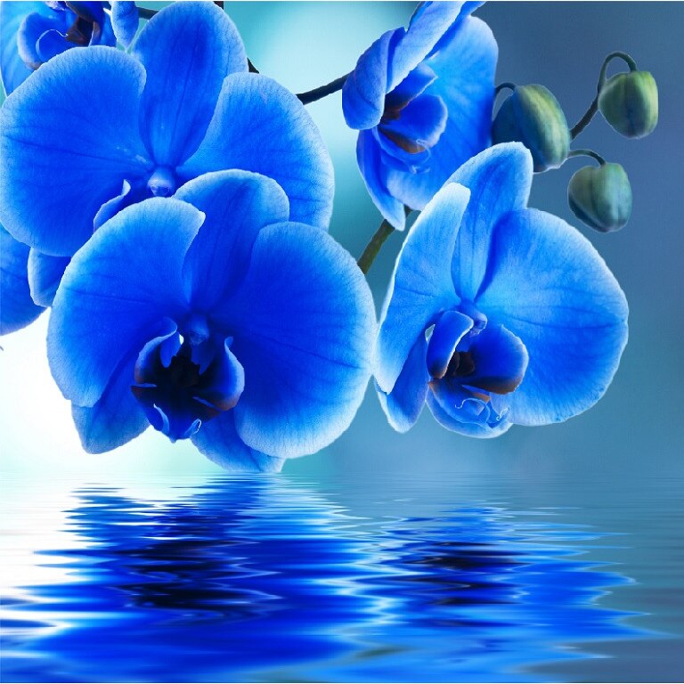 Tablou canvas patrat flori 13 (50 x 50 cm)