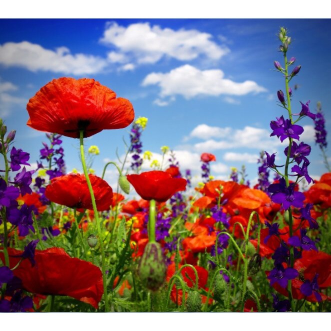 Tablou canvas patrat flori 18 (50 x 50 cm)