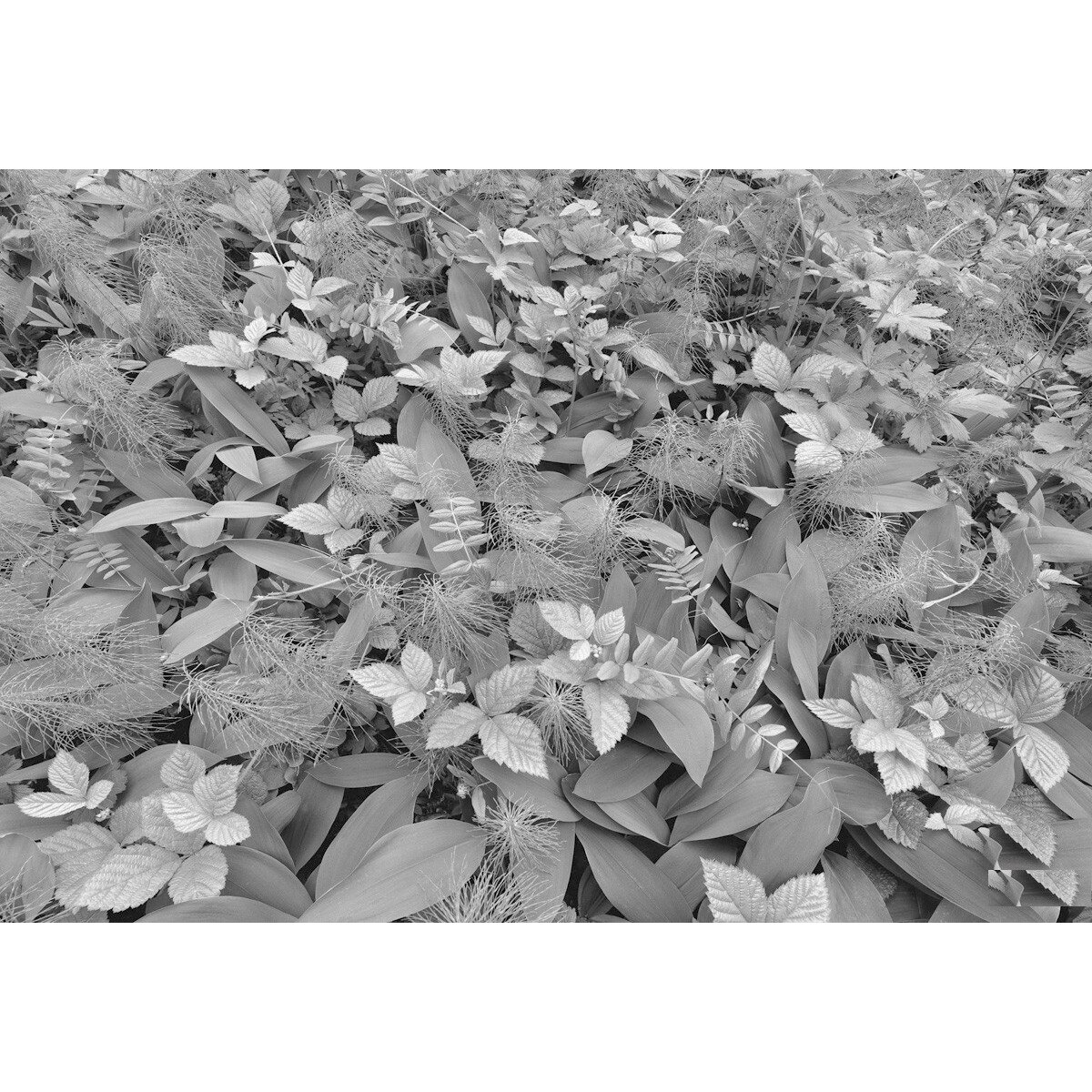 Fototapet Komar 8-914, Covor viu 368 x 254 cm