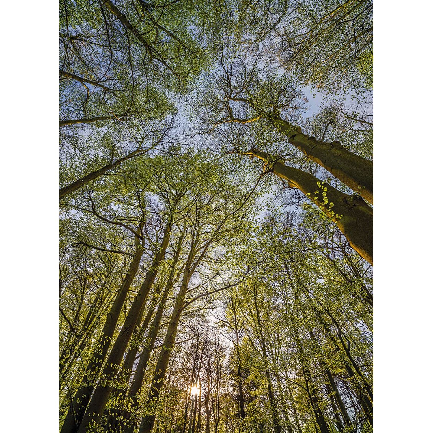 Fototapet Komar 4-522, Canopy 254 x 184 cm