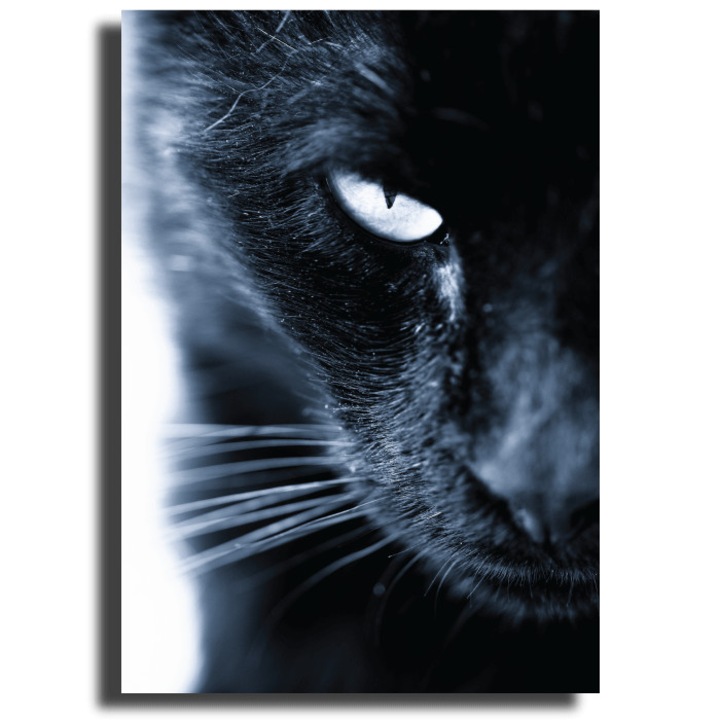 Картина на платно Canvas COUGAR, 50 x 70cm