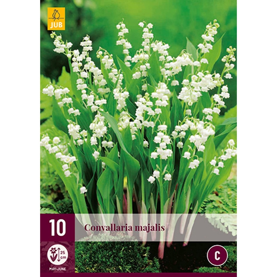 Bulbi Lacramioare Convallaria Majalis Holland 10 Buc Emag Ro