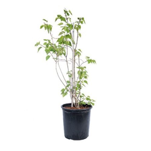 Liliac lila - Syringa vulgaris Lilac Wonder 30-40 cm