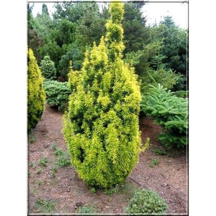 dehner thuja Purgrün Thuja-Dünger 1 kg main image 0