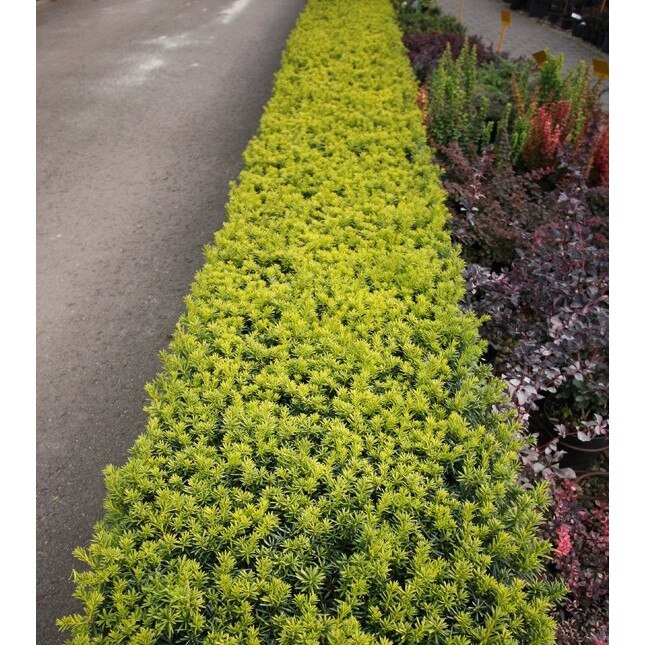 Tisa - Taxus media Stefania 30-40 cm - eMAG.ro