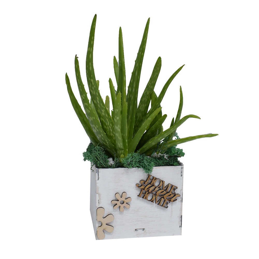 Aranjament cu Aloe Vera in Cutie de Lemn