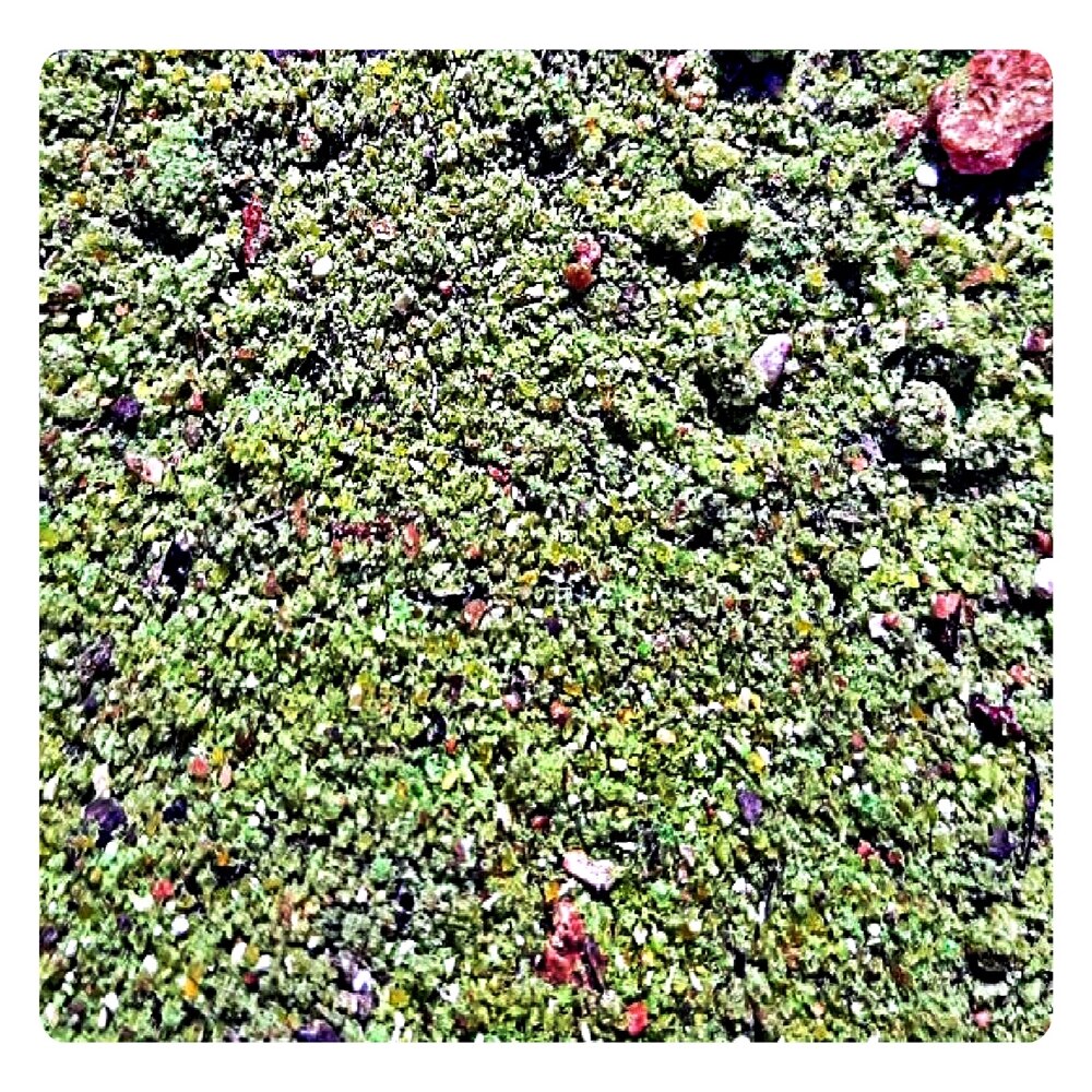 Nada pentru pescuitul crapului si pescuit stationar FeederMix Anason, 1 kg