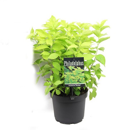 Iasomie De Gradina Philadelphus Lemoinei 60 Cm Emag Ro
