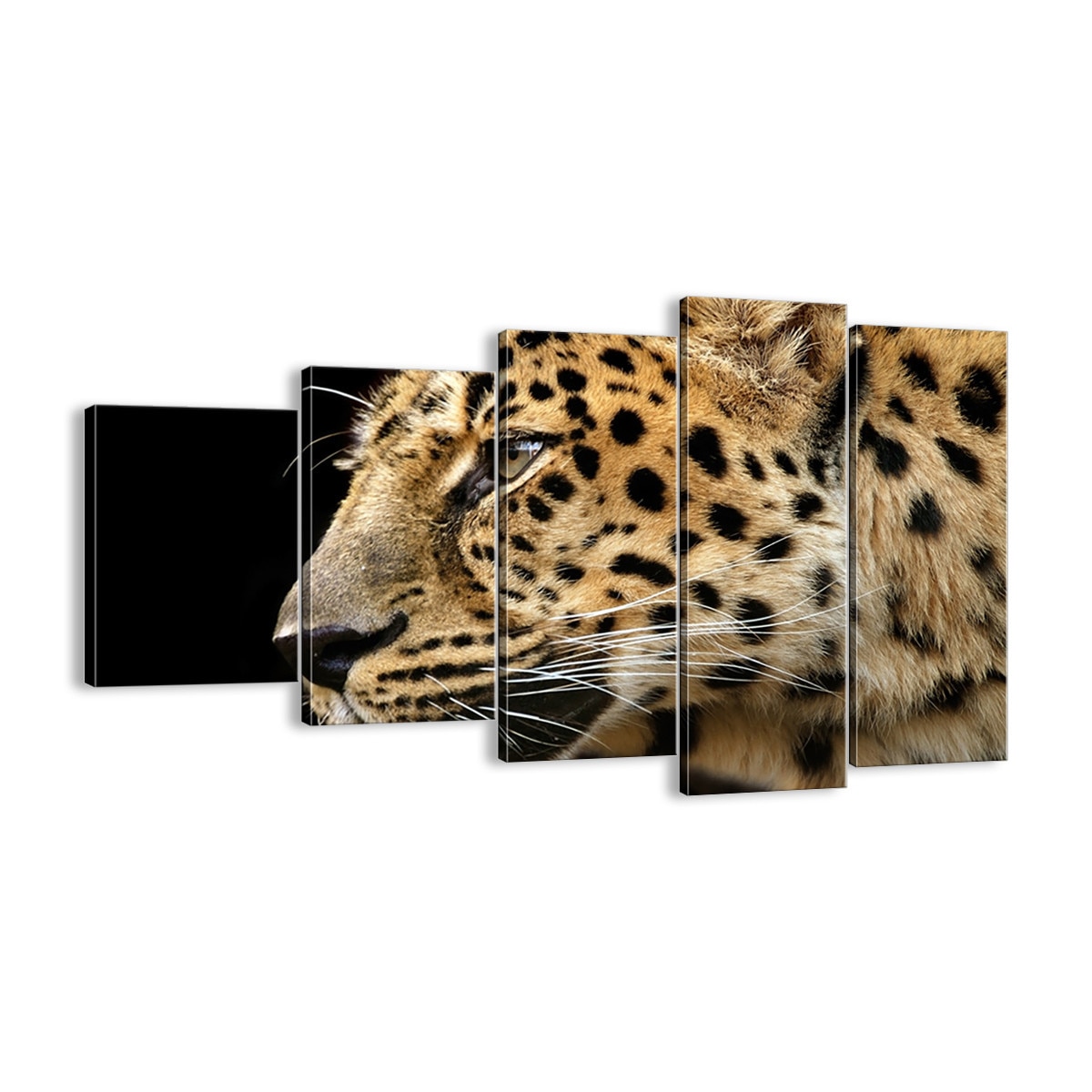 Tot ce trebuie să știți despre pierderea fitilului și a cozii la gecoii leopard
