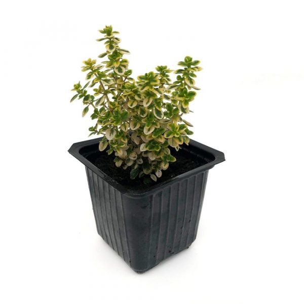 Cimbrisor - Thymus serpyllum