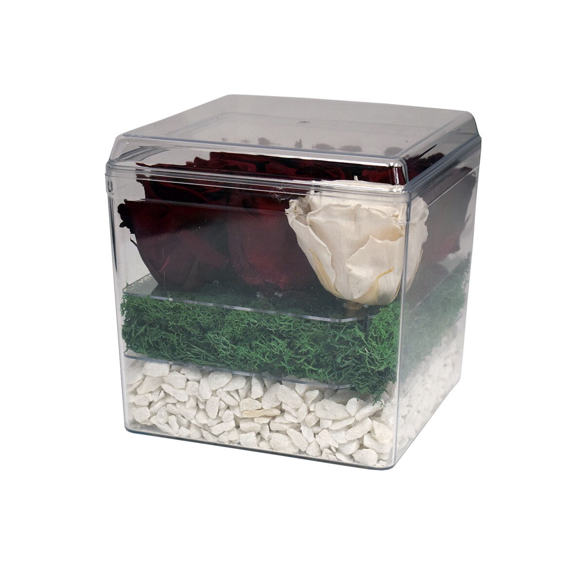 Trandafiri Criogenati in Cutie Patrata din Plastic