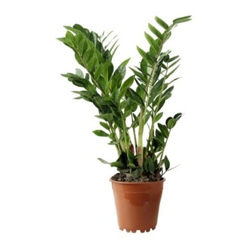 Zamioculcas planta exotica eterna, 40cm Zamioculcas planta exotica eterna, 40cm