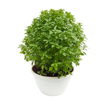 Plante In Ghiveci Tip Planta Aromatice Libertate In Fiecare Zi Emag Ro