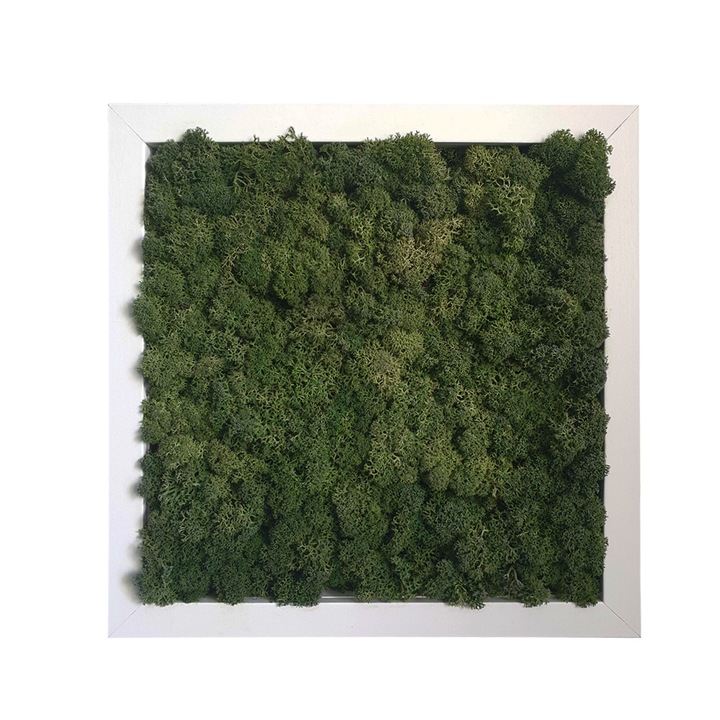 Tablou licheni Reindeer Moss, GreenMood, 27 x 27 cm, rama alba, licheni Mentha