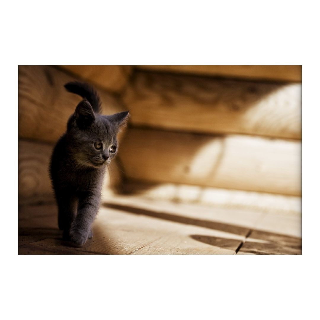 Tablou Canvas Modern, Dimensiunea 100x70 ART37