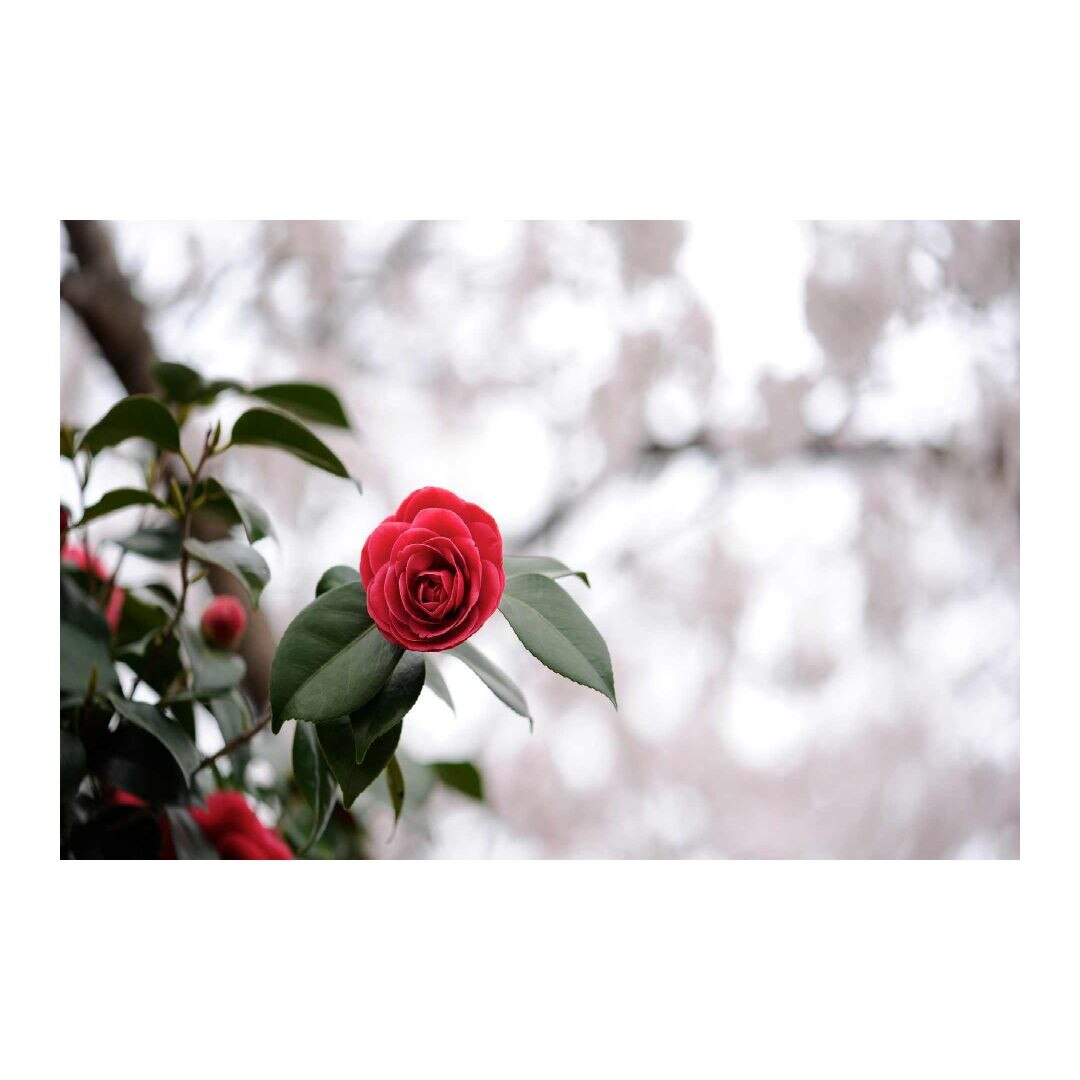 Tablou Canvas Modern, Dimensiunea 100x70 ART263