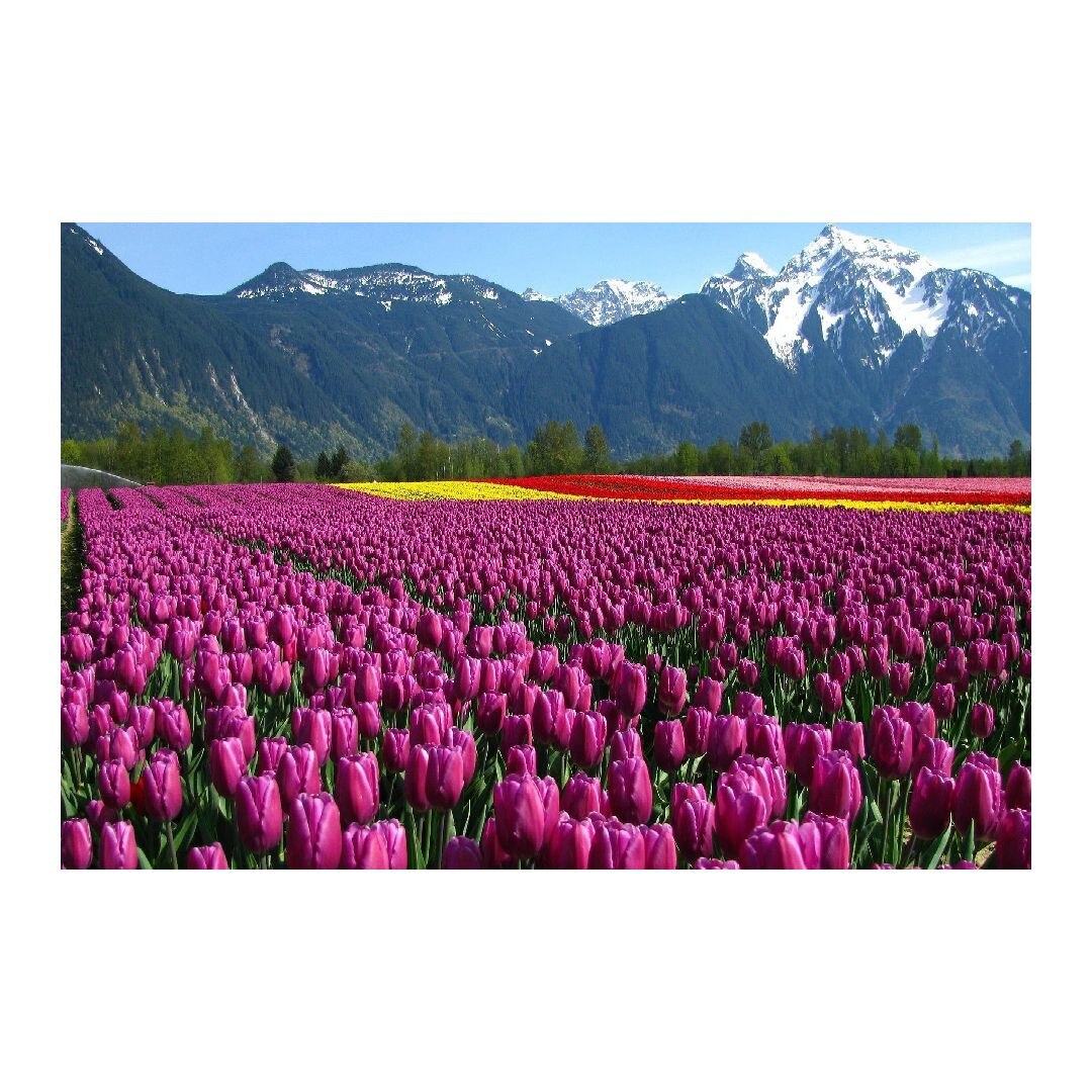 Tablou Canvas Modern, Dimensiunea 100x70 ART265