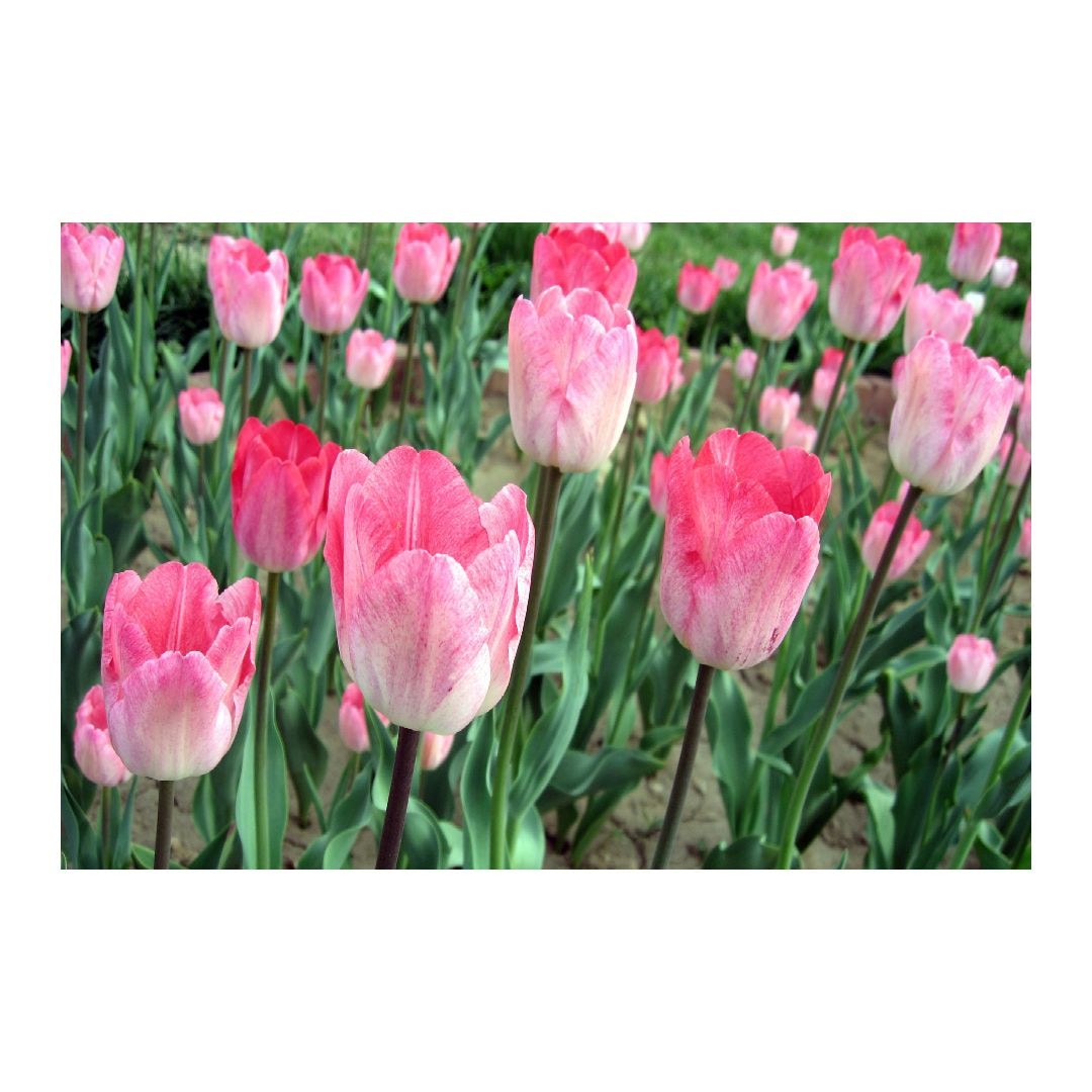 Tablou Canvas Modern, Dimensiunea 100x70 ART267