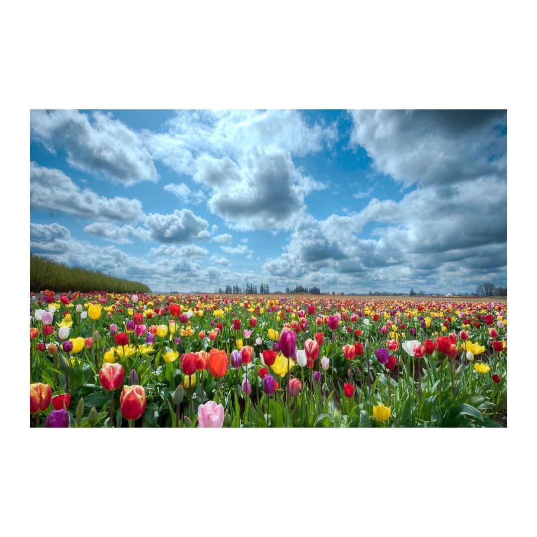 Tablou Canvas Modern, Dimensiunea 100x70 ART262