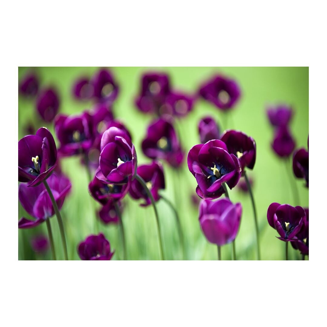 Tablou Canvas Modern, Dimensiunea 100x70 ART259