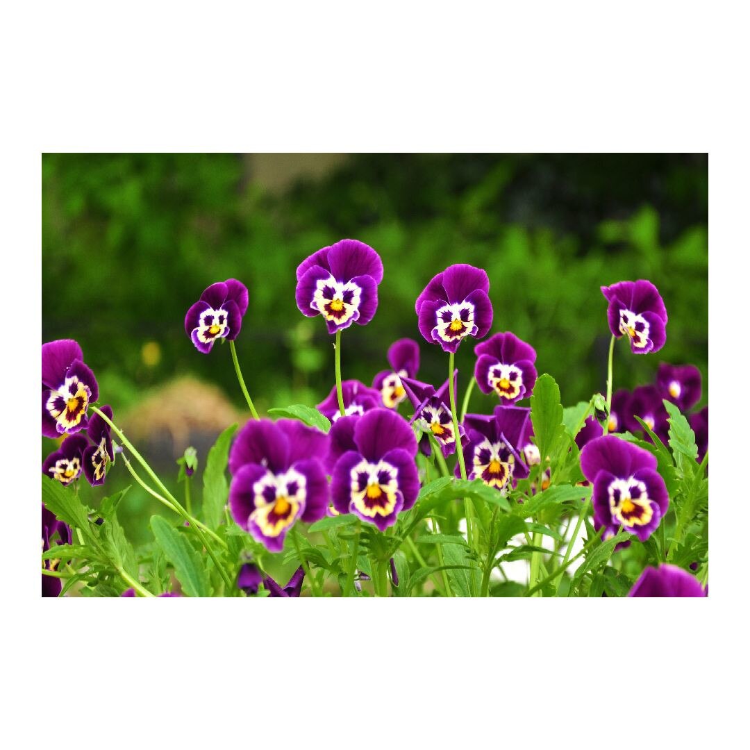 Tablou Canvas Modern, Dimensiunea 100x70 ART264