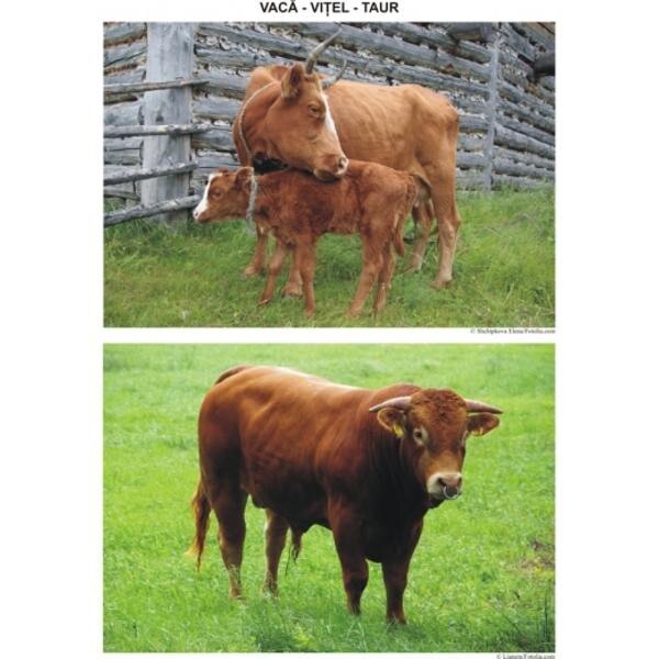 Familiile din ograda - Planse - Dosa Daniela