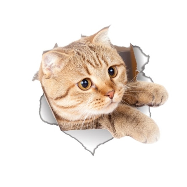 Sticker decorativ perete 3D pisica orice camera kitten 5