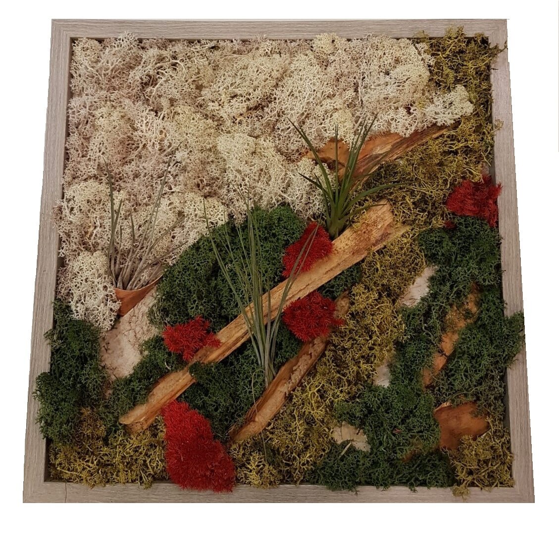 Tablou cu muschi color