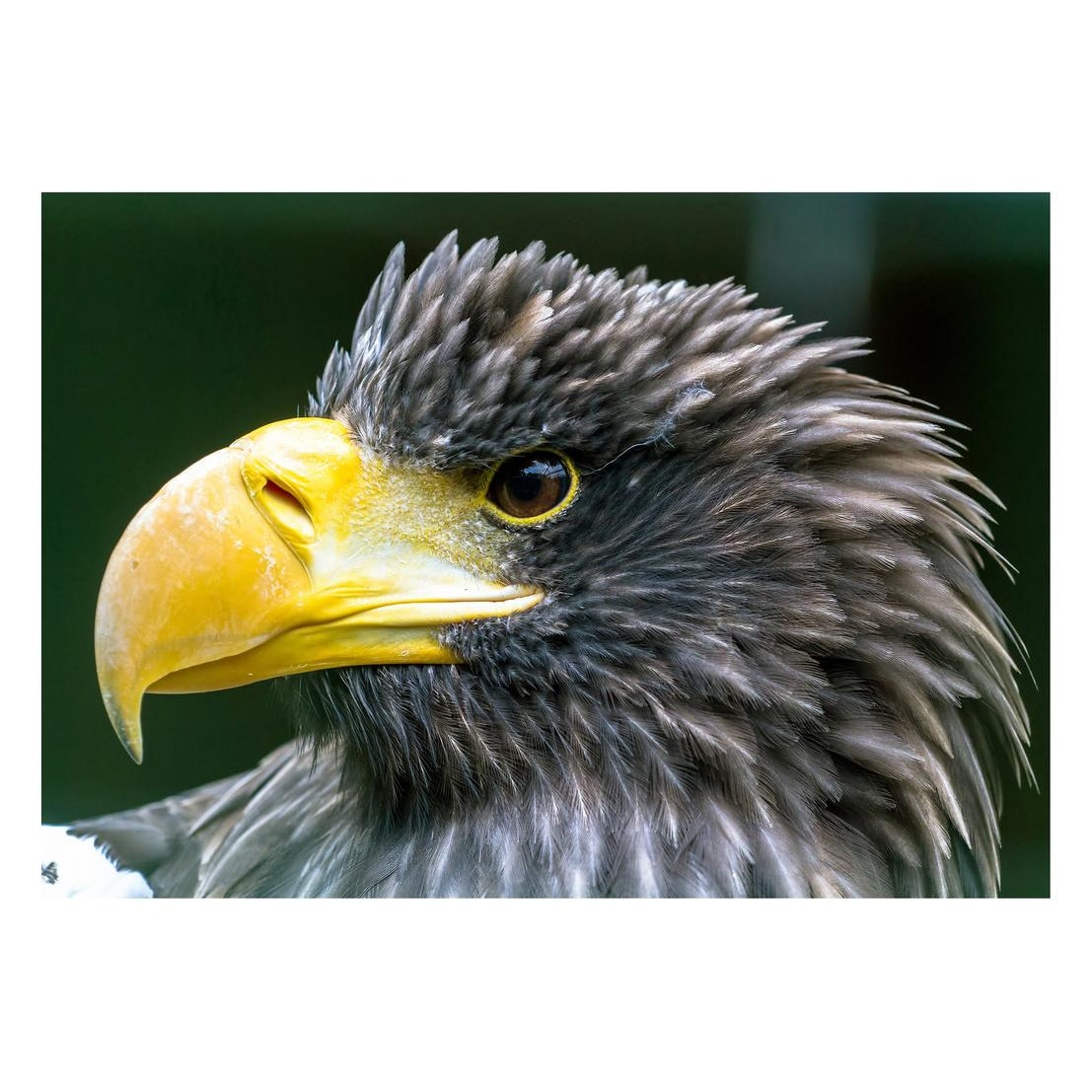 Fototapet Pasari-&-Fluturi - BL-015, 70 x 100 cm