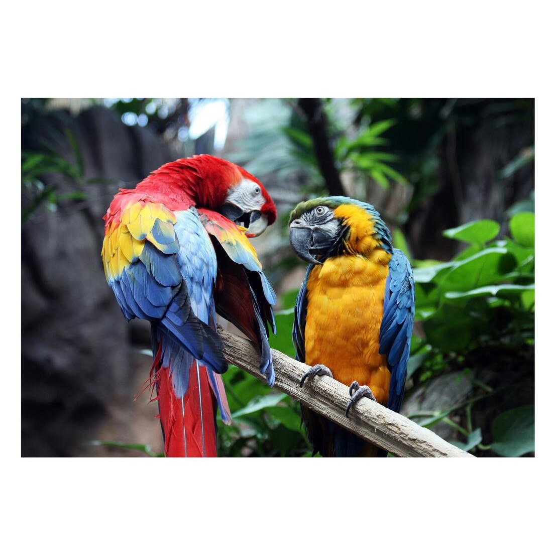 Fototapet Pasari-&-Fluturi - BL-024, 70 x 100 cm