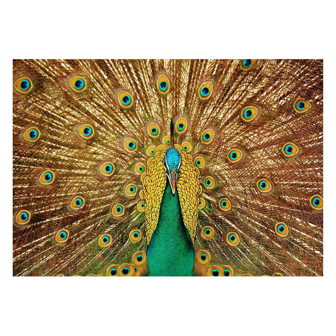 Fototapet Pasari-&-Fluturi - BL-055, 70 x 100 cm