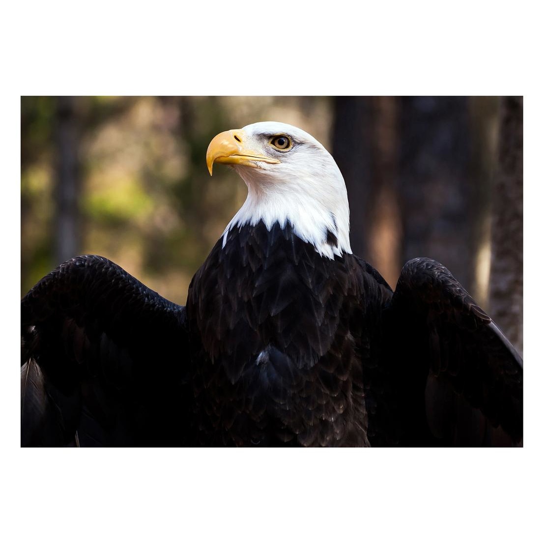 Fototapet Pasari-&-Fluturi - BL-013, 70 x 100 cm