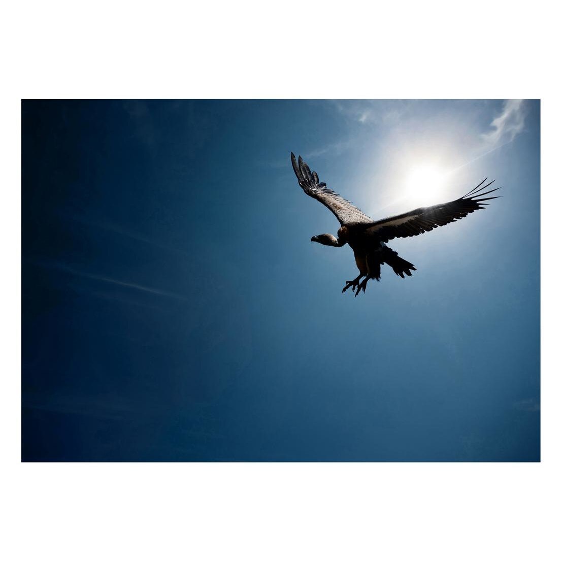 Fototapet Pasari-&-Fluturi - BL-086, 70 x 100 cm