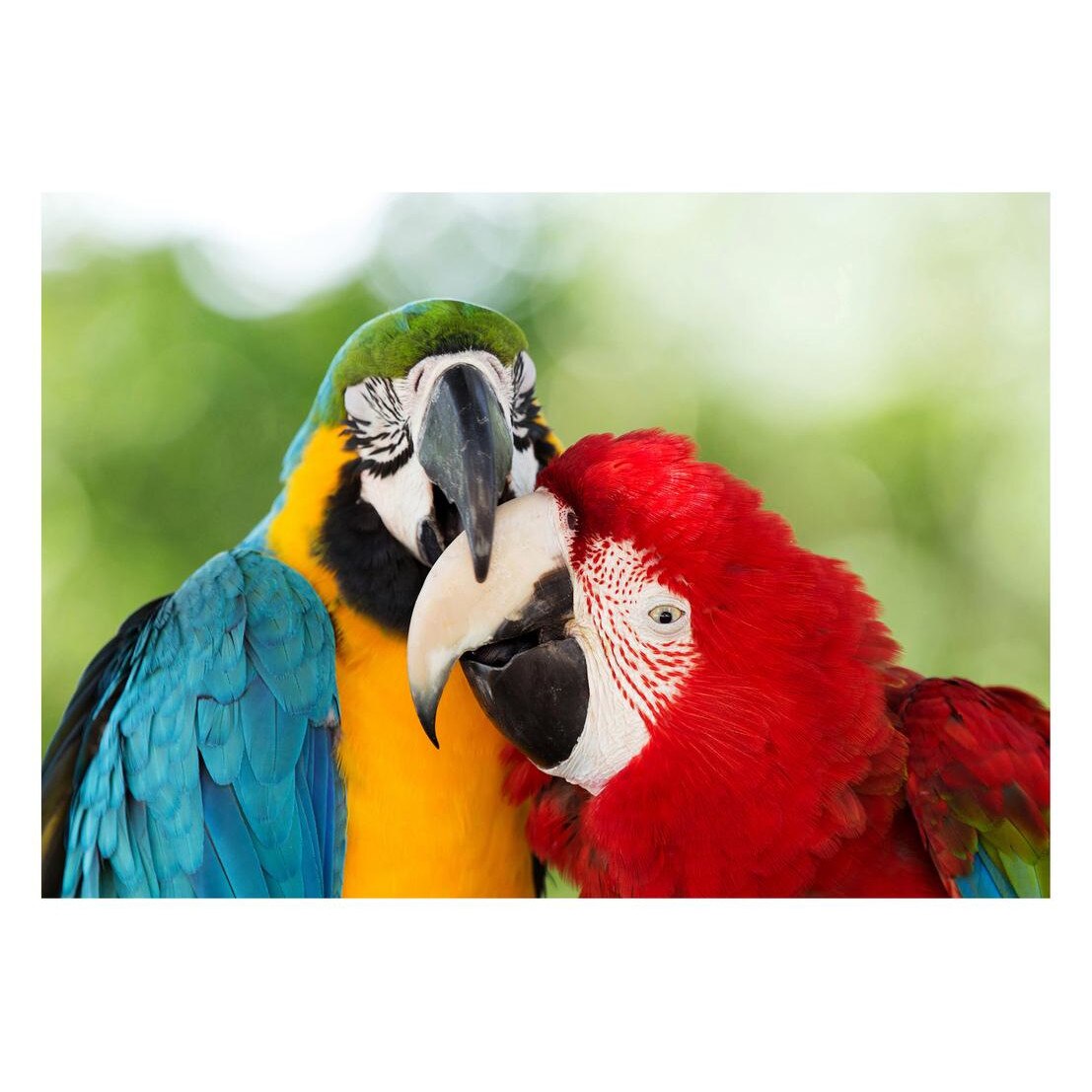 Fototapet Pasari-&-Fluturi - BL-021, 70 x 100 cm