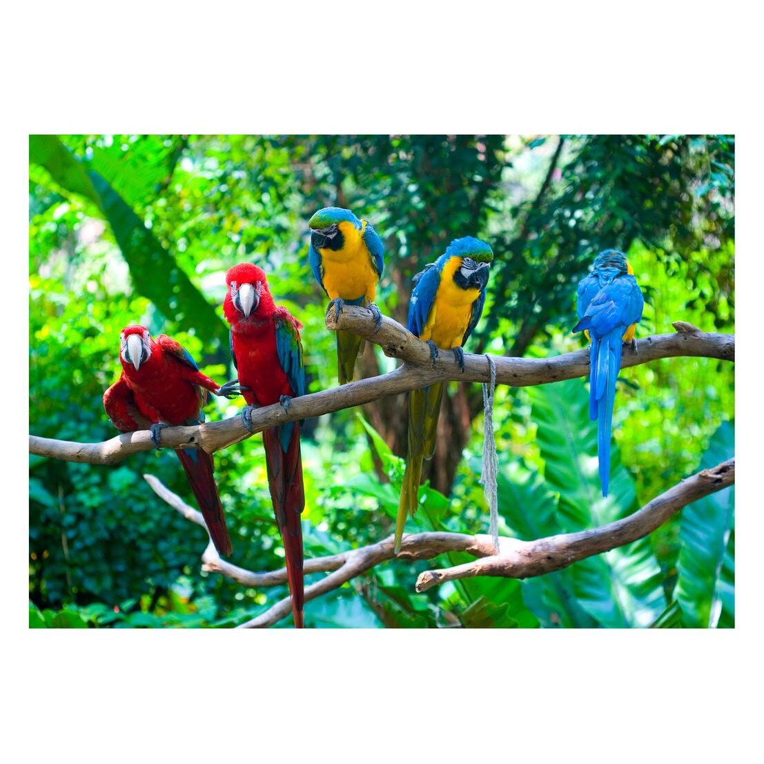 Fototapet Pasari-&-Fluturi - BL-023, 70 x 100 cm