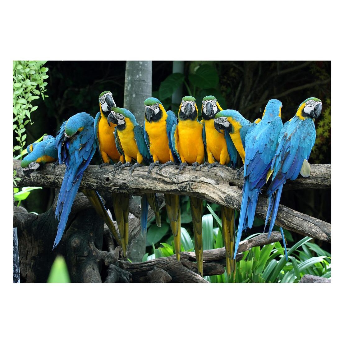 Fototapet Pasari-&-Fluturi - BL-020, 70 x 100 cm