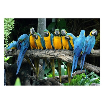 Fototapet Pasari-&-Fluturi - BL-020, 70 x 100 cm Fototapet Pasari-&-Fluturi - BL-020, 70 x 100 cm