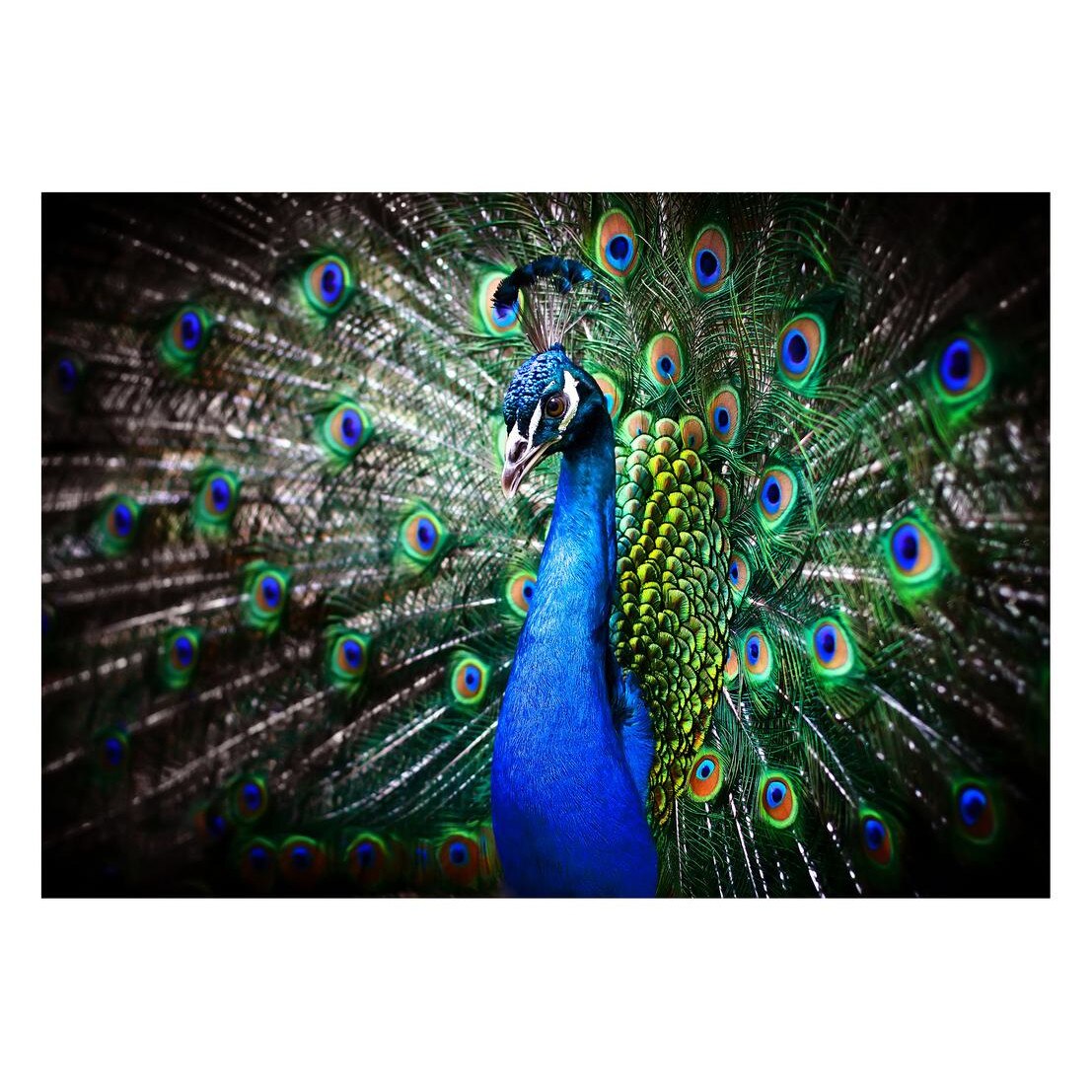 Fototapet Pasari-&-Fluturi - BL-053, 70 x 100 cm