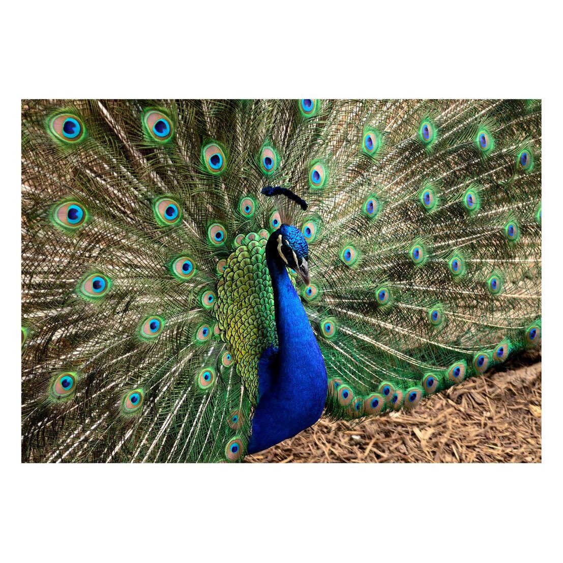 Fototapet Pasari-&-Fluturi - BL-046, 70 x 100 cm