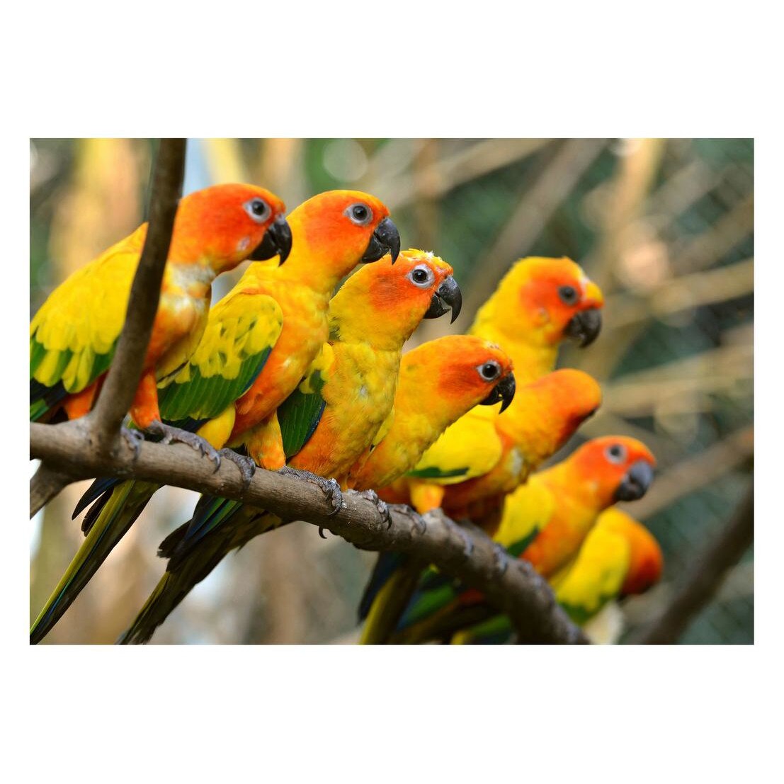 Fototapet Pasari-&-Fluturi - BL-026, 70 x 100 cm