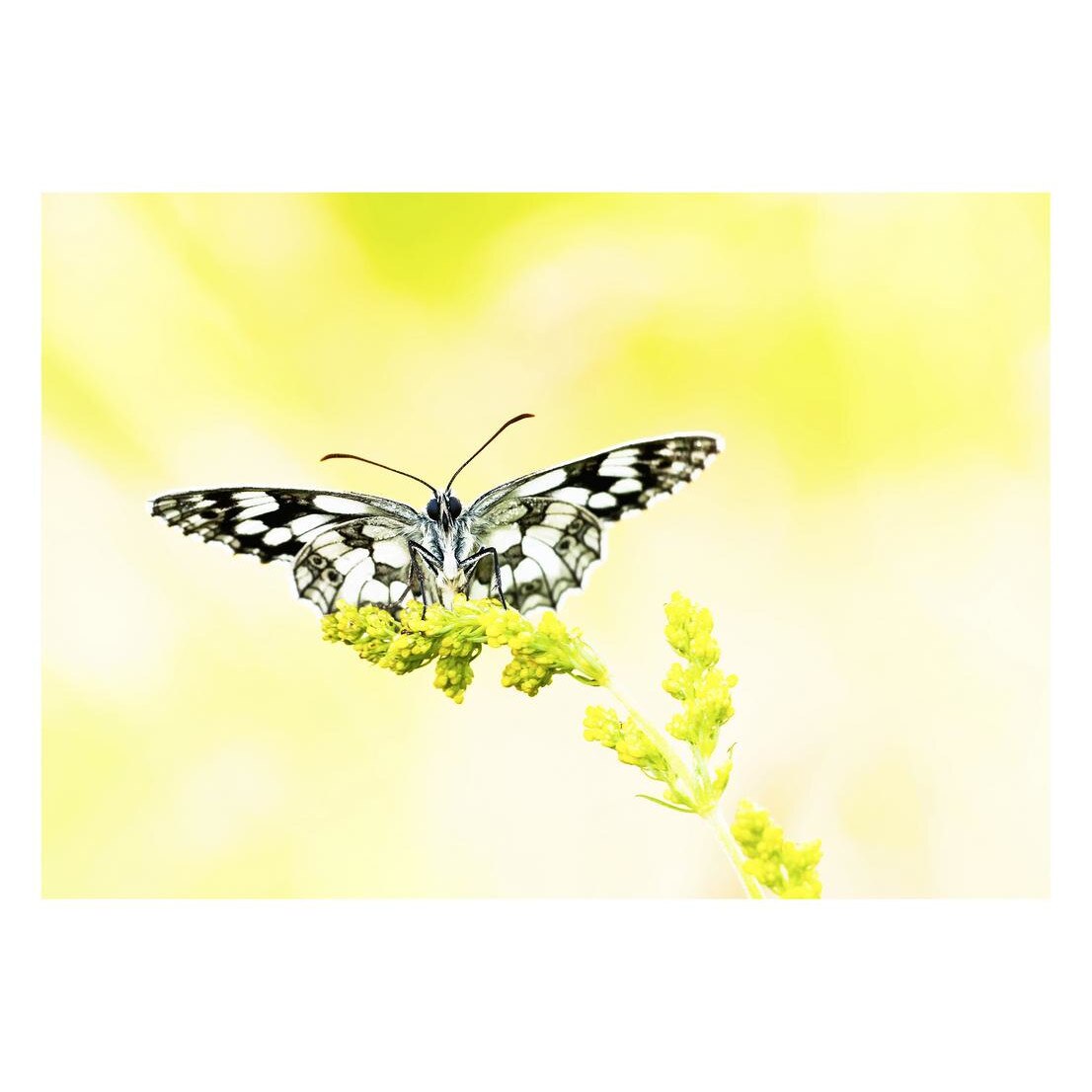 Fototapet Pasari-&-Fluturi - BL-131, 70 x 100 cm