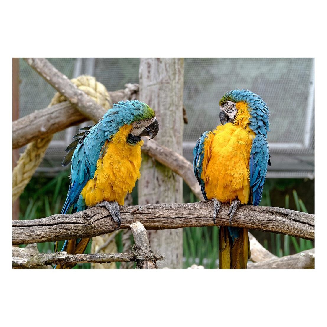 Fototapet Pasari-&-Fluturi - BL-029, 70 x 100 cm