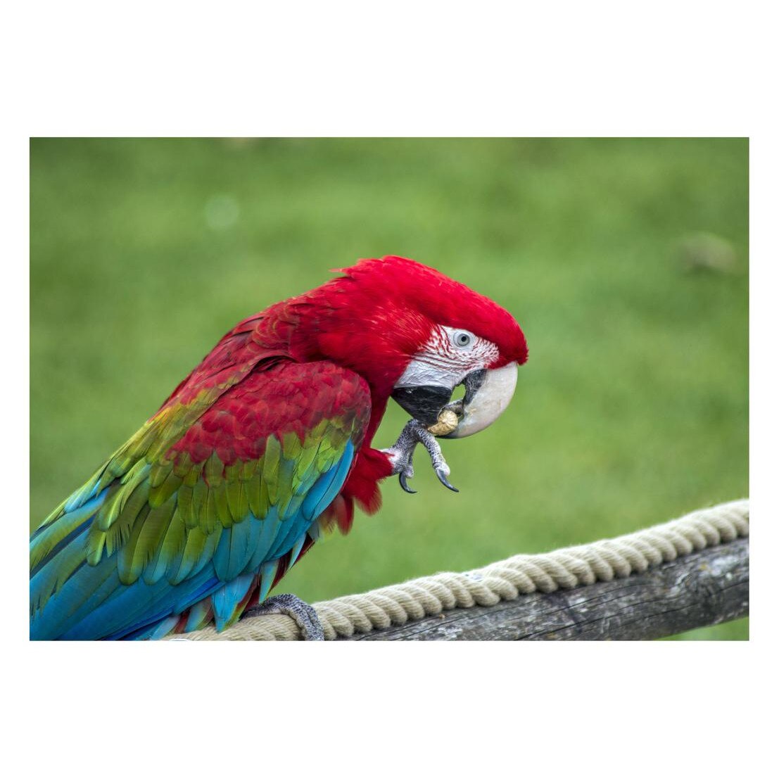 Fototapet Pasari-&-Fluturi - BL-032, 70 x 100 cm