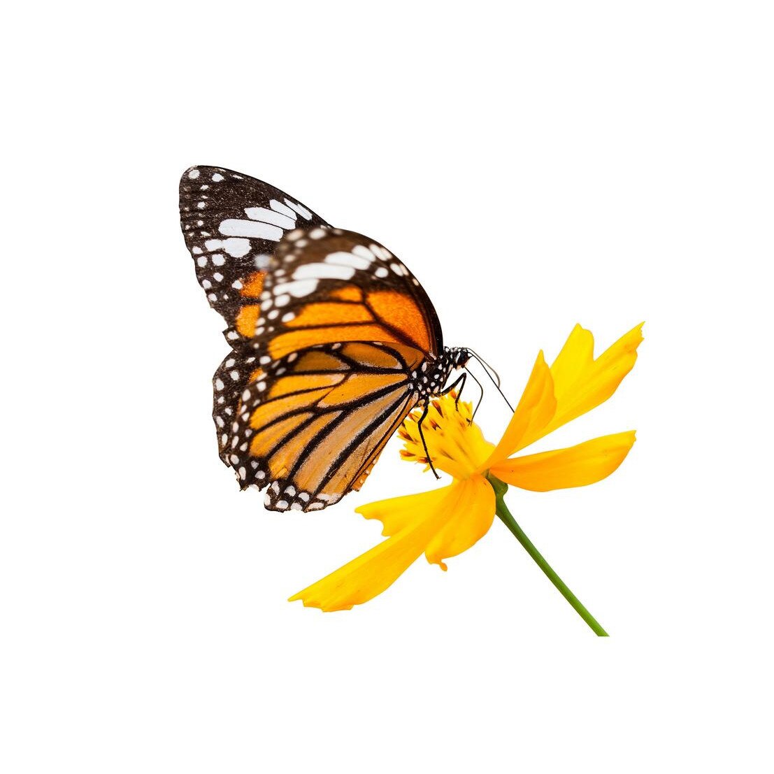 Fototapet Pasari-&-Fluturi - BL-137, 70 x 100 cm