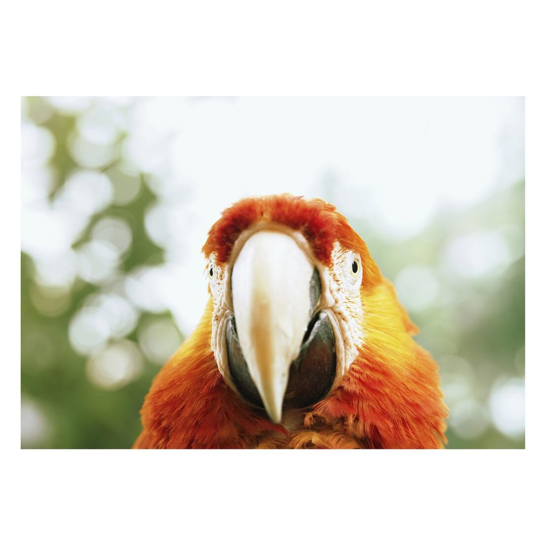 Fototapet Pasari-&-Fluturi - BL-042, 70 x 100 cm